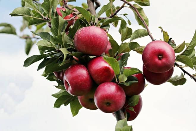 Jabłoń LOBO - jesienna i deserowa odmiana Jabłoni! Malus LOBO 1
