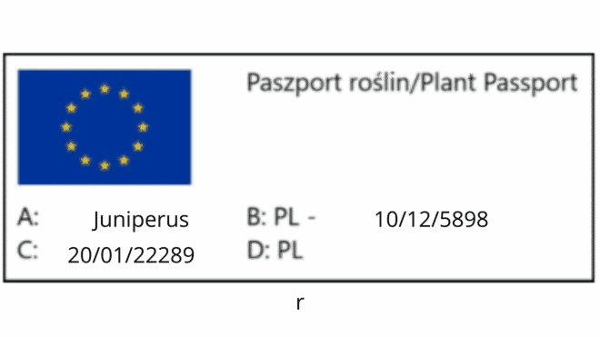 Jałowiec chiński DEPRESSA AUREA - zielono-żółty Juniperus chinensis 'Depressa Aurea' 2