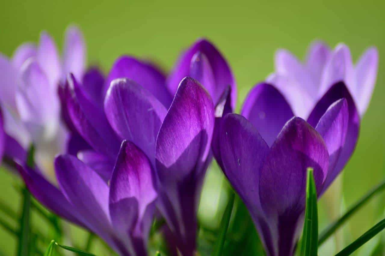 Krokus 'Flower Record’
