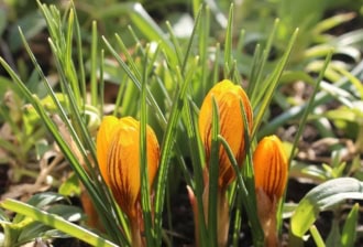 Krokus 'Saturnus' żółto-fioletowy Krokus 'Saturnus' żółto-fioletowy 1