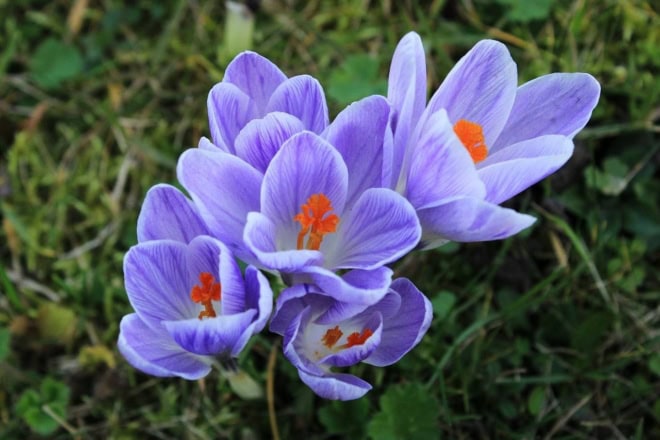 Krokus 'Sky blue' Niebieski Krokus 'Sky blue' Niebieski 1