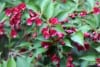 Krzewuszka cudowna Bristol Ruby - INTENSYWNIE RÓŻOWA ODMIANA Weigela florida 'Bristol ruby' 4
