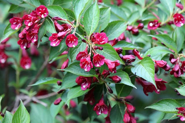 Krzewuszka cudowna Bristol Ruby - INTENSYWNIE RÓŻOWA ODMIANA Weigela florida 'Bristol ruby' 4