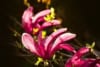 Magnolia gwiaździsta ROSEA - Różowa odmiana Magnolia ROSEA 1