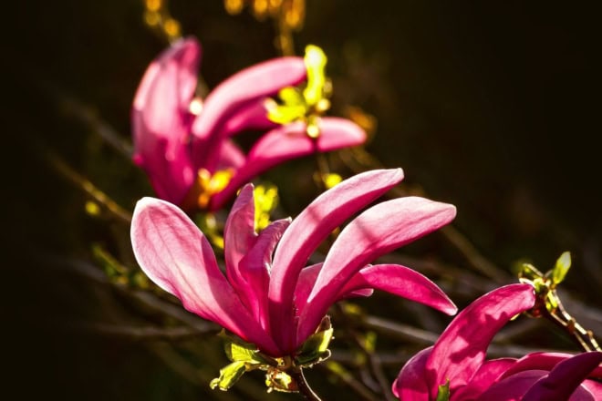 Magnolia gwiaździsta ROSEA - Różowa odmiana Magnolia ROSEA 1