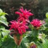 Pysznogłówka Fireball - czerwona Monarda Monarda 'Fireball' 7