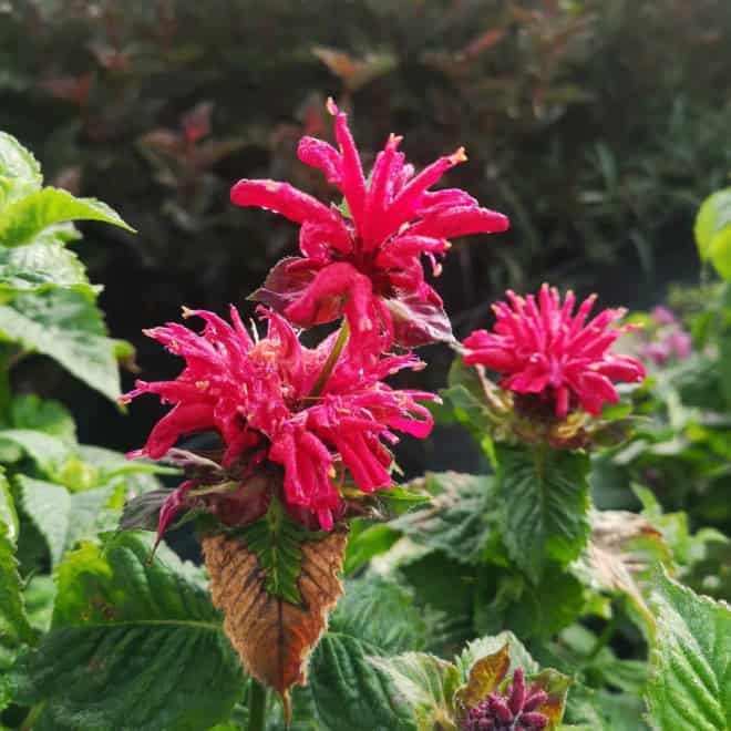 Pysznogłówka Fireball - czerwona Monarda Monarda 'Fireball' 7