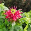 Pysznogłówka Fireball - czerwona Monarda Monarda 'Fireball' 6