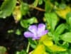 Barwinek mniejszy Illumination- żółtozielone liście Vinca minor 'Illumination' 4