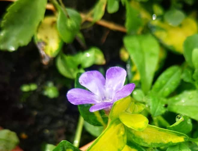 Barwinek mniejszy Illumination- żółtozielone liście Vinca minor 'Illumination' 4