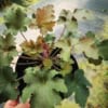 Żurawka Rex™ Red - ciekawe bordowo zielone liście Heuchera Rex™ Red 1