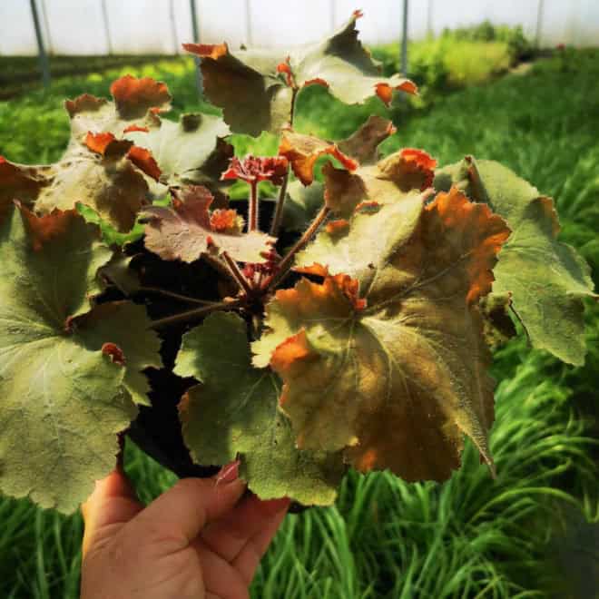 Żurawka Rex™ Dark Amber - KOLOROWA ODMIANA Heuchera Rex™ Dark Amber 3