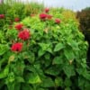 Pysznogłówka Fireball - czerwona Monarda Monarda 'Fireball' 8