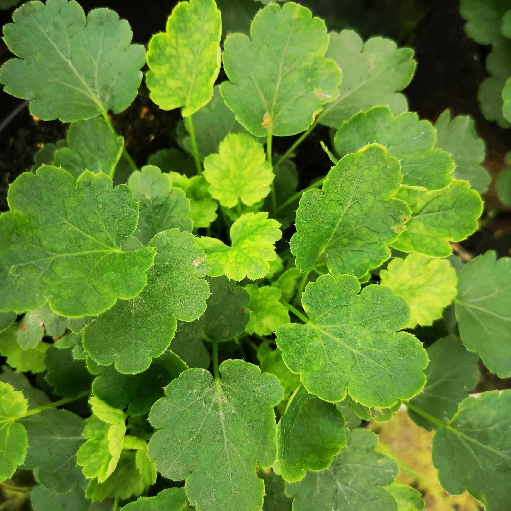 ŻURAWKA HEUCHERA BRIZOIDES SCHNEEWITTCHEN Heuchera 'Schneewittchen' 1