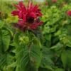 Pysznogłówka Fireball - czerwona Monarda Monarda 'Fireball' 9