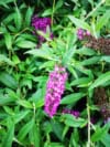 Budleja Dawida 'Magenta Munchkin'- kolor magenta!? Budleii davidii 'Magenta Munchkin' 3