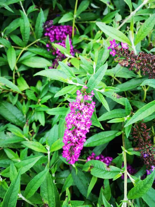 Budleja Dawida 'Magenta Munchkin'- kolor magenta!? Budleii davidii 'Magenta Munchkin' 3
