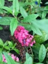Budleja Dawida 'Magenta Munchkin'- kolor magenta!? Budleii davidii 'lavender cupcake' 1