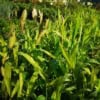 Obiedka szerokolistna - bambus Chasmanthium latifolium 2