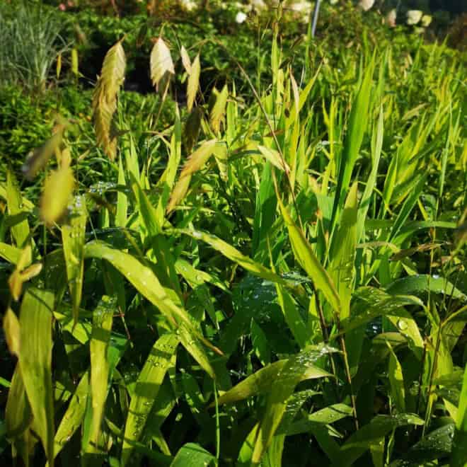 Obiedka szerokolistna - bambus Chasmanthium latifolium 2