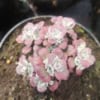 Rozchodnik Purpureum- sukulent na skalniak Sedum Purpureum 4