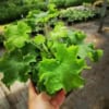 Żurawka Heuchera Rex™ Lime - Zielone liście białe kwiaty Heuchera Rex™ Lime 2
