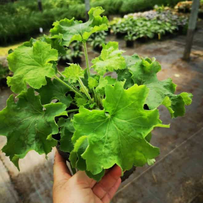 Żurawka Heuchera Rex™ Lime - Zielone liście białe kwiaty Heuchera Rex™ Lime 2