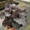 Żurawka Heuchera Milan - PIĘKNA ODMIANA Heuchera Milan 1