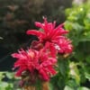 Pysznogłówka Fireball - czerwona Monarda Monarda 'Fireball' 4