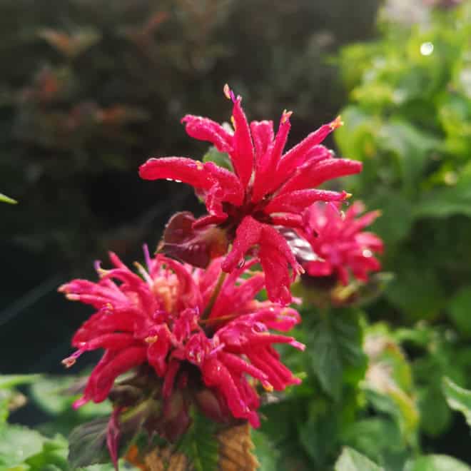 Pysznogłówka Fireball - czerwona Monarda Monarda 'Fireball' 4