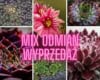 Rojnik - mix odmian - 10 sztuk - cena hurtowa Rojnik - mix odmian - 10 sztuk - cena hurtowa 1