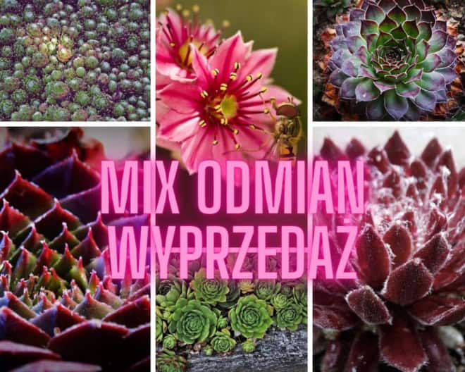 Rojnik - mix odmian - 10 sztuk - cena hurtowa Rojnik - mix odmian - 10 sztuk - cena hurtowa 1
