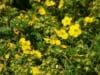 Pięciornik krzewiasty Gold Drop - złote kwiaty Potentilla fruticosa "Gold drop" 6