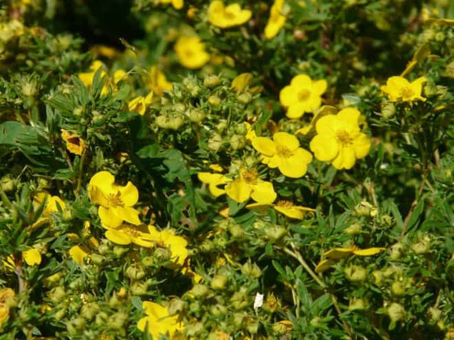 Pięciornik krzewiasty Gold Drop - złote kwiaty Potentilla fruticosa "Gold drop" 6
