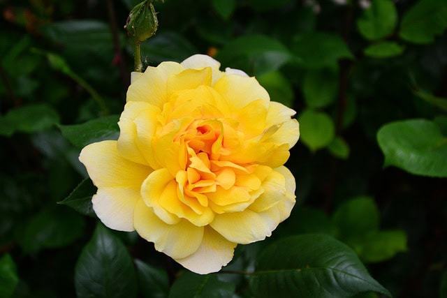 Róża miniaturowa pnąca LIZZY - żółta Rosa LIZZY 4