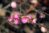 Śnieguliczka koralowa- na żwyopłot Symphoricarpos 4