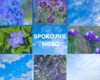 Spokojnie niebo Zestaw bylin 5 niebieskich-10%! Spokojnie niebo Zestaw bylin 5 niebieskich-10%! 1
