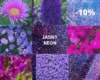 Jasny Neon zestaw 10 Fioletowych bylin -10%! Jasny Neon zestaw 10 Fioletowych bylin -10%! 1