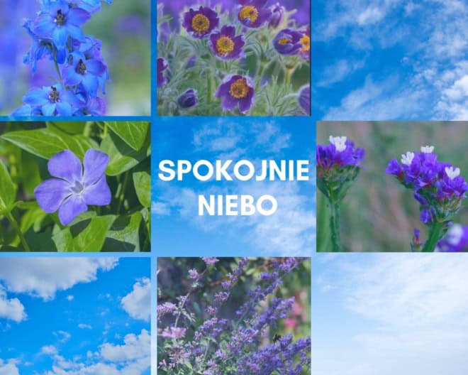 Spokojnie niebo Zestaw bylin 5 niebieskich-10%! Spokojnie niebo Zestaw bylin 5 niebieskich-10%! 1