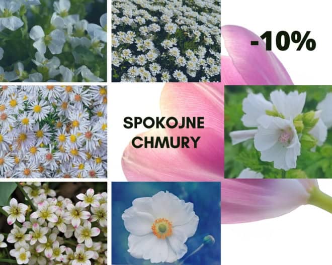 zestaw Białych bylin - Spokojne chmury -10%! zestaw Białych bylin - Spokojne chmury -10%! 1