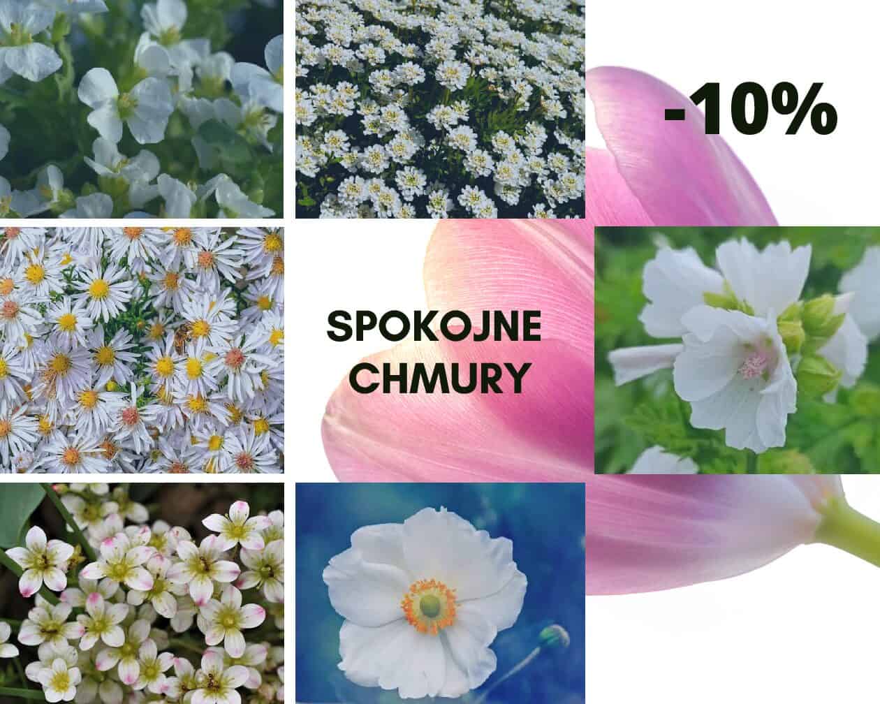 zestaw Białych bylin - Spokojne chmury -10%! zestaw Białych bylin - Spokojne chmury -10%! 1
