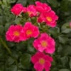Róża okrywowa LandFrauen Rose Rosa 'LandFrauen Rose 3