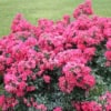 Róża okrywowa LandFrauen Rose Rosa 'LandFrauen Rose 4