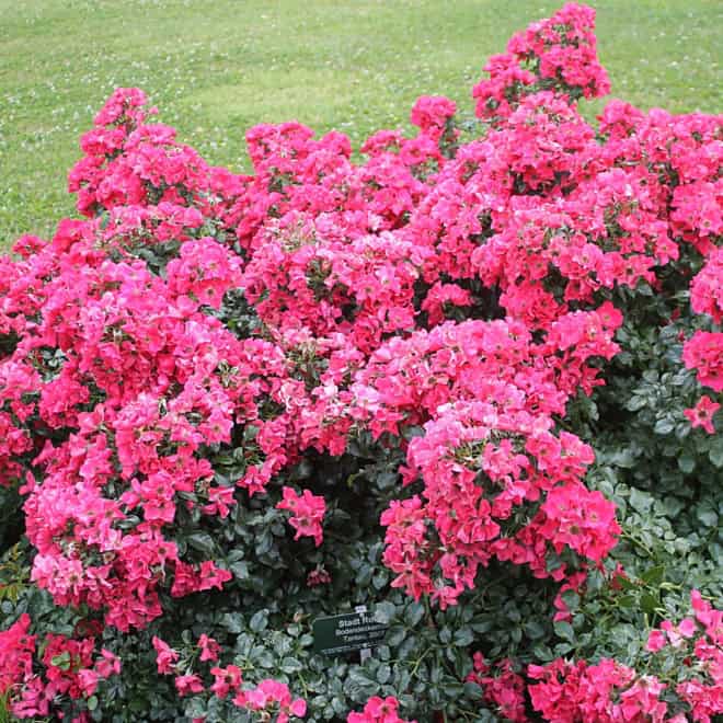Róża okrywowa LandFrauen Rose Rosa 'LandFrauen Rose 4
