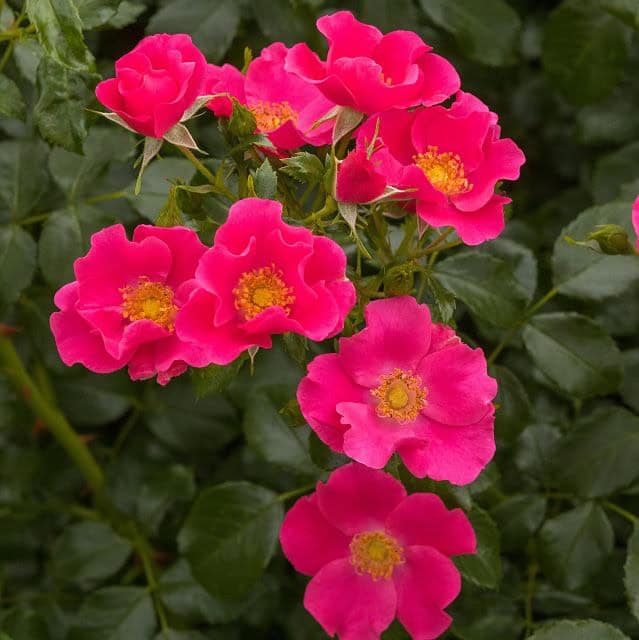 Róża okrywowa LandFrauen Rose Rosa 'LandFrauen Rose 3