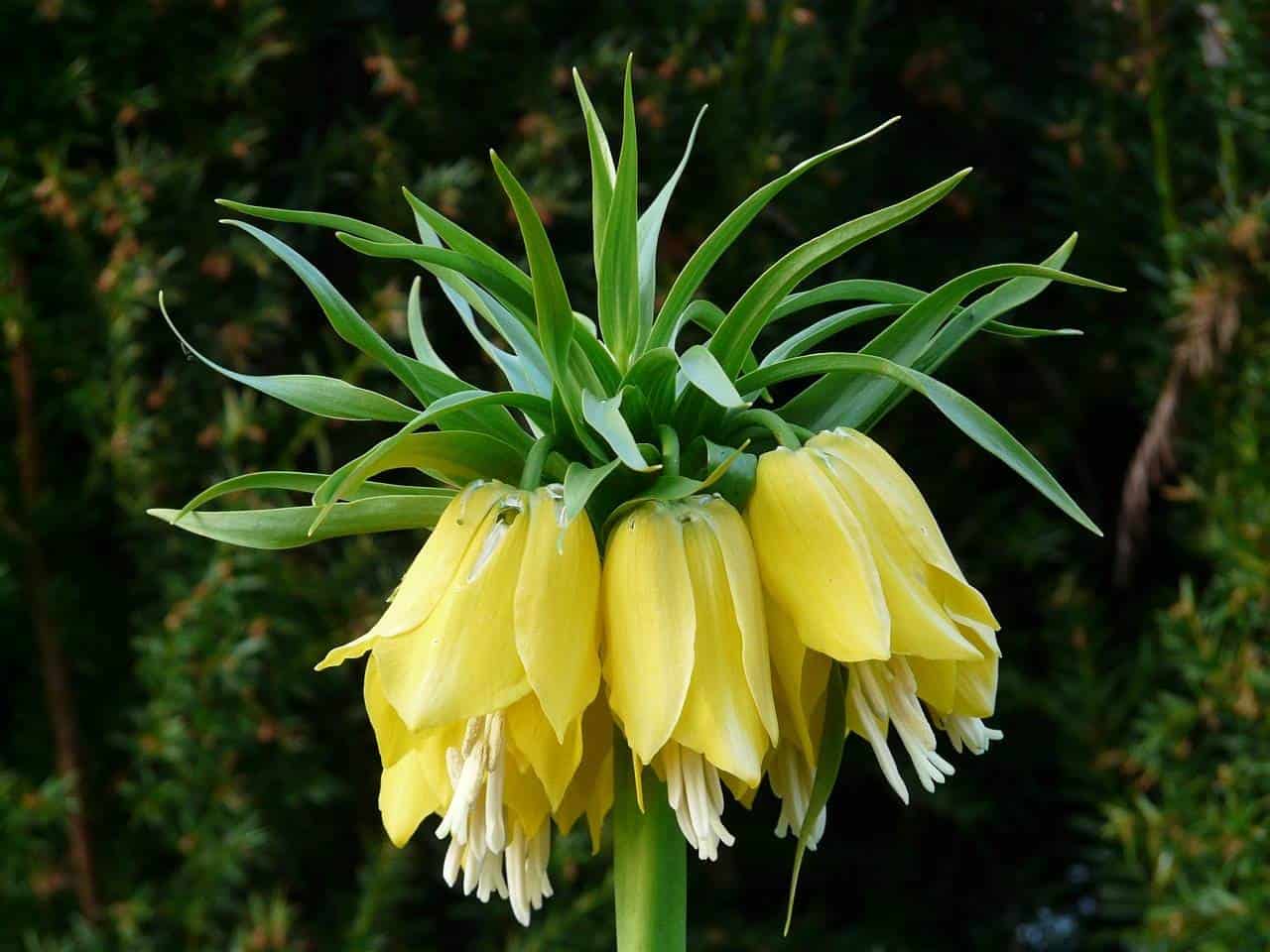 Szachownica cesarska 'Lutea’ Żółta (fritillaria)