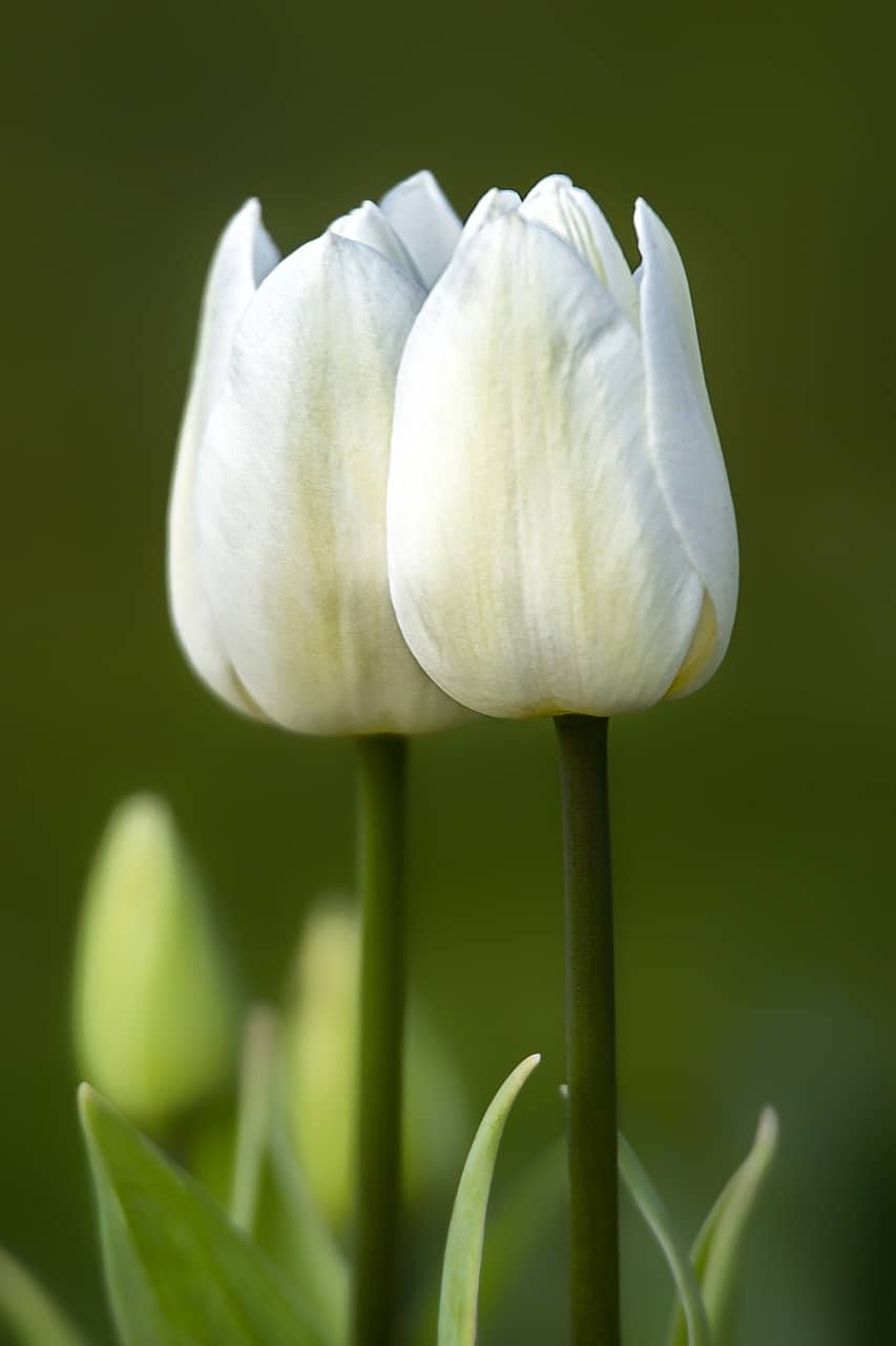 Tulipan wielkokwiatowy White Purissima biała Tulipan wielkokwiatowy White Purissima biała 1