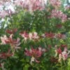 Wiciokrzew pomorski Serotina - PIEKNE PNĄCZE Lonicera periclymenum 'Serotina' 11