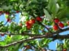 Wiśnia GRONIASTA - Ciekawa smaczna odmiana Prunus cerasus Groniasta 1
