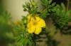 Pięciornik krzewiasty Gold Drop - złote kwiaty Potentilla fruticosa "Gold drop" 2